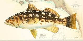 Calico Bass Over Charts - Studio Abachar