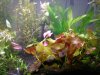 Flourite Planted Tank.JPG