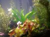 Flourite Planted Tank 3.JPG