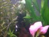 Flourite Planted Tank 4.JPG