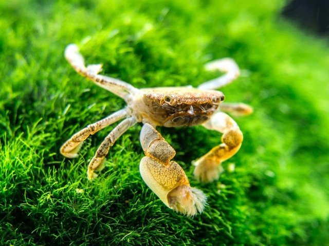 pom-pom-crab-8n_1024x1024.jpg