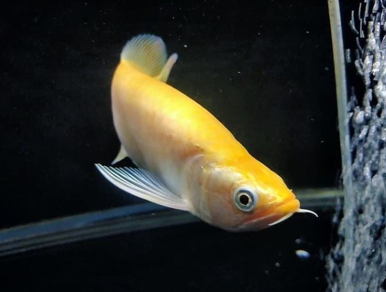 Xanthic Jardini Arowana 1.png