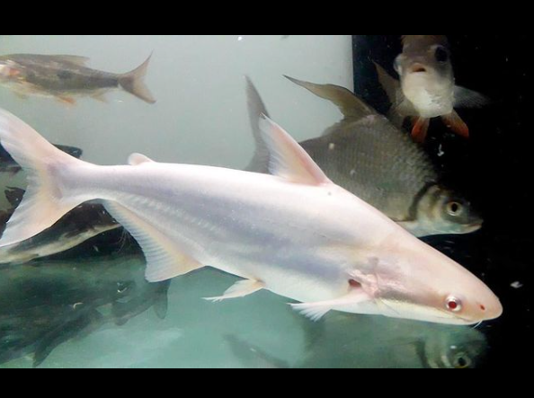 Albino Pangasius conchophilus 1.png