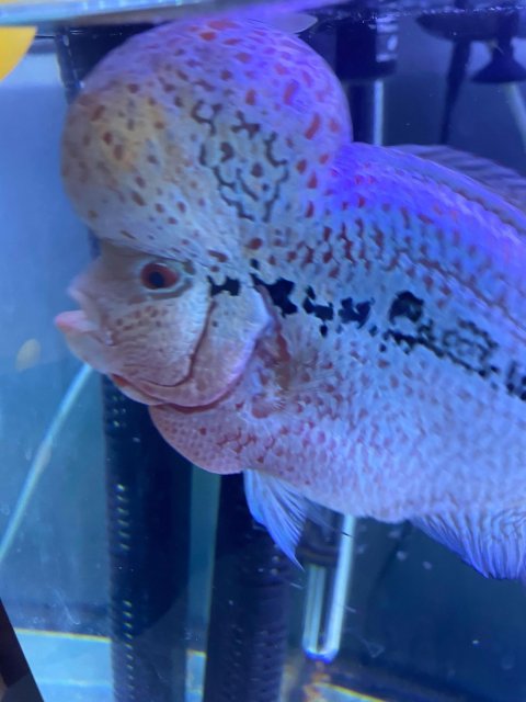 duck lips flowerhorn