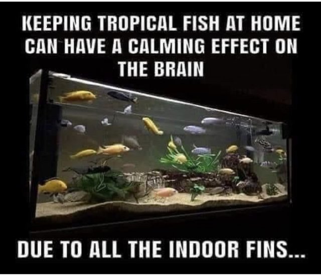 Fish memes!