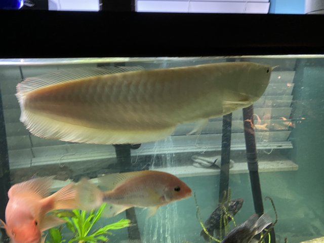 banana arowana