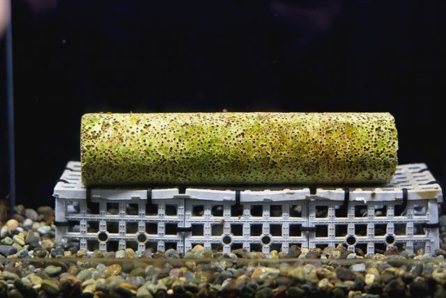 Breeding Fry Cage.jpg