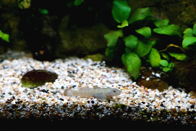 Red Spot Rhinogobius Female 1.jpg