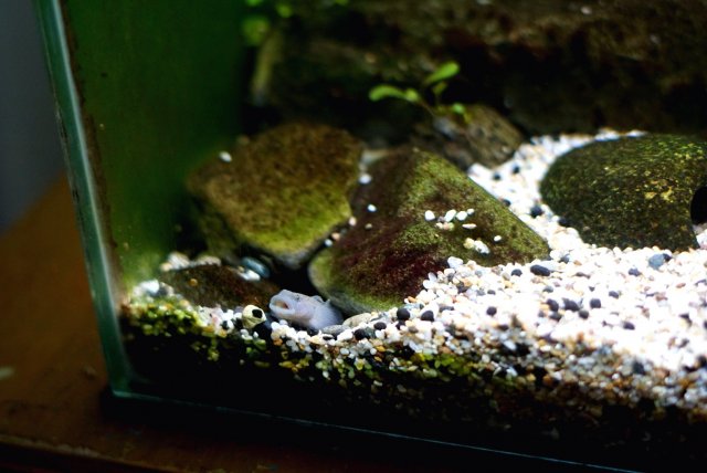 Red Spot Rhinogobius Male Lair.jpg