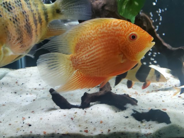 super red severum