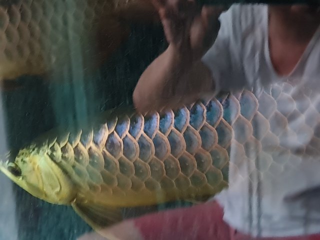 blue malayan arowana