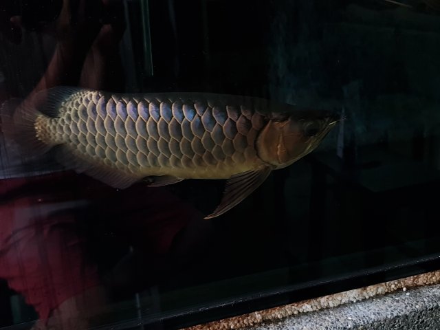 blue malayan arowana