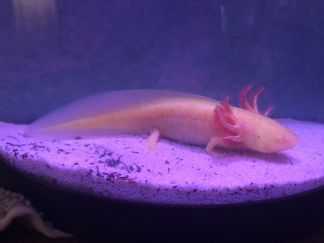 For Sale Golden Axolotl Monsterfishkeepers Com