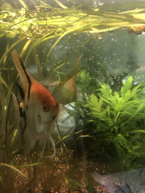 Angelfish clearance fry care