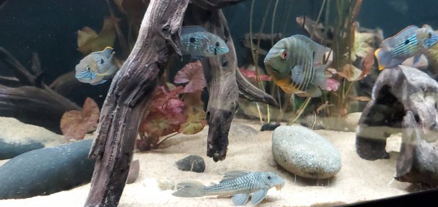 Ghost Pleco & Friends.jpg