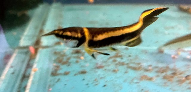 baby black arowana 2.jpg