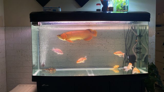 red 2 arowana