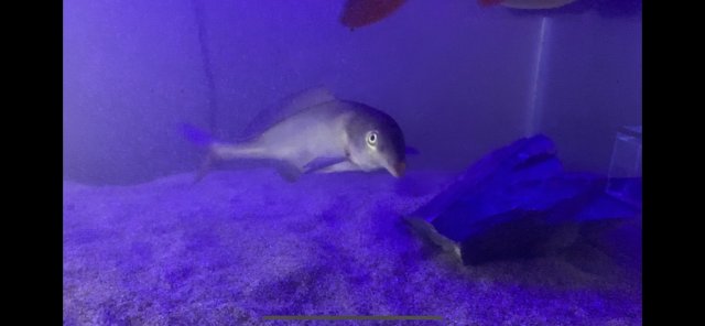 Elephant Nose Fish (Gnathonemus petersii) – monsteraquariumonline