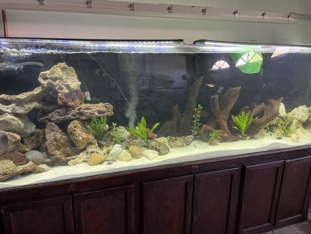 Lake tanganyika best sale cichlids tank setup