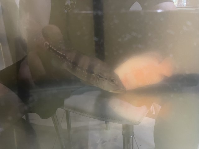 3080AAA9-AB16-4FF3-A63C-8D4D2D59C6B1.jpeg