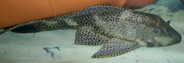 pleco.JPG