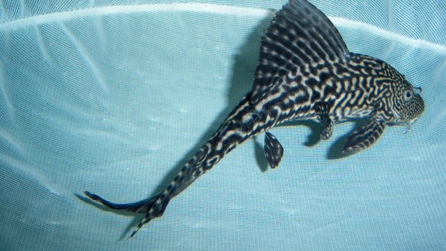 Pleco Meryl 1.JPG