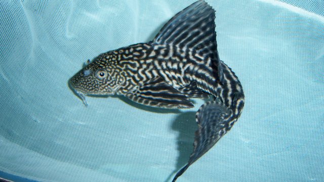 Pleco Meryl 2.JPG