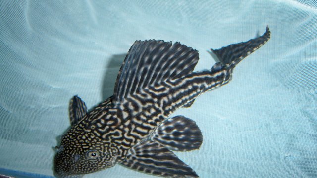 Pleco Meryl 3.JPG