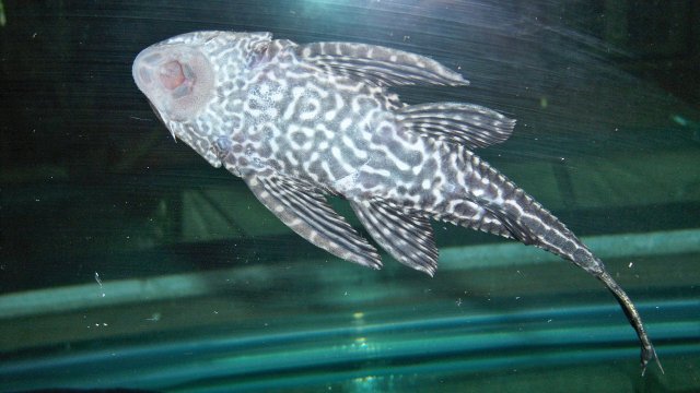 Pleco Meryl 4.JPG