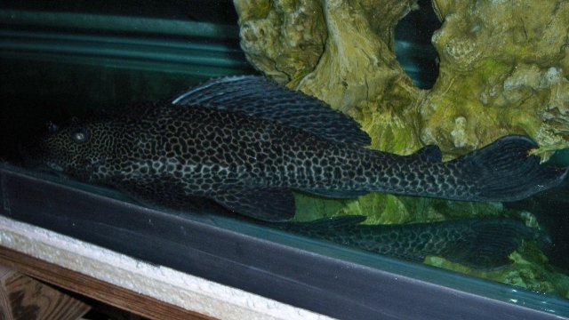 Pleco Sir Leo 1.JPG