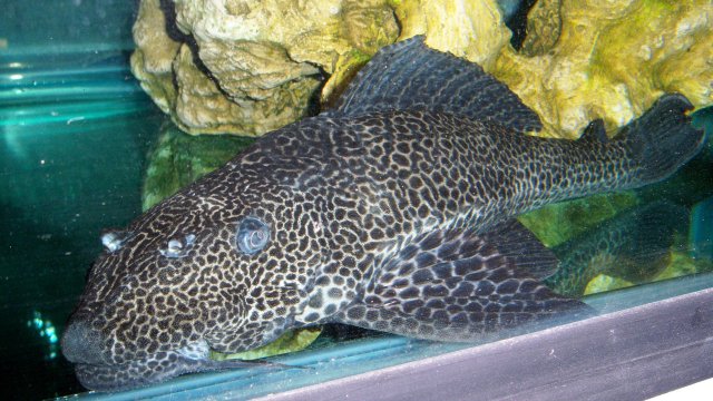 Pleco Sir Leo 2.JPG