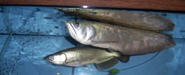 Arowanas Jardini & Ag.JPG