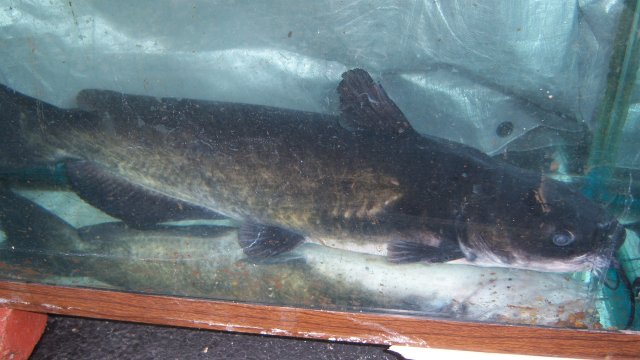 Channel catfish at Fish Story