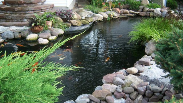 Pond 17.JPG