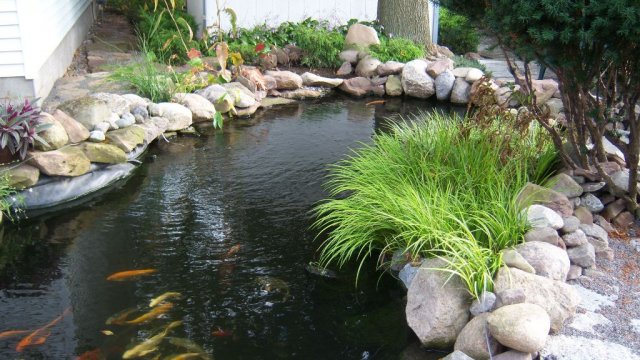 Pond 21.JPG