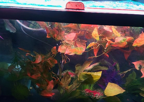 Can i Stick Color Gel Sheet on my Aquarium Light