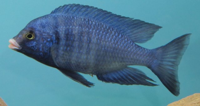 Placidochromis phenochilus.jpg