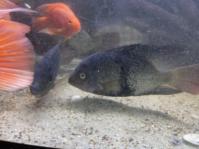 For Sale - Black belt Cichlid | MonsterFishKeepers.com