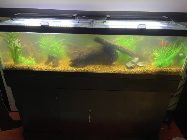 For Sale - Rare 33 Gallon Long Fish Tank