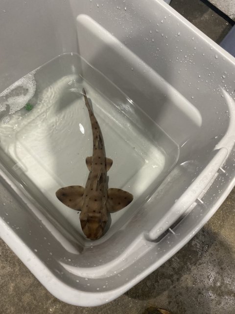 horned shark for sale