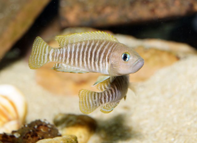 N_multifasciatus01.jpg