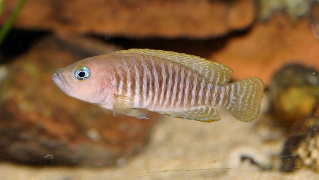 n_multifasciatus_03.jpg