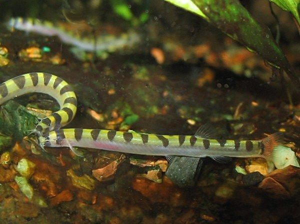 Cobra' Kuhli - Pangio semicincta