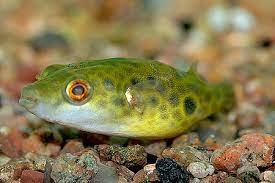 Tetraodon cochinchinensis (Fang&#39;s Puffer) — Seriously Fish