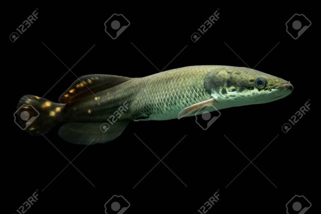 31284375-juvenile-arapaima-leptosoma-underwater-aquarium-shot.jpg