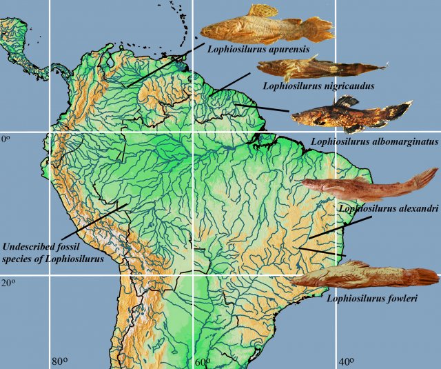 Lophiosilurus & Cephalosilurus Changes.jpg