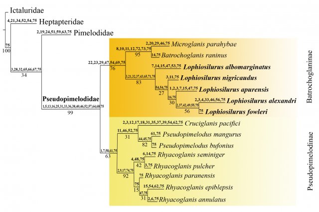 Pseudopimelodinae: Batrochoglaninae New.jpg