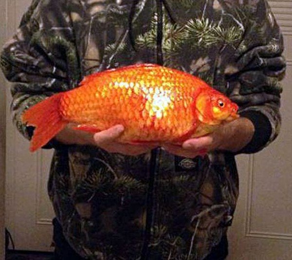 chunky goldfish.jpg