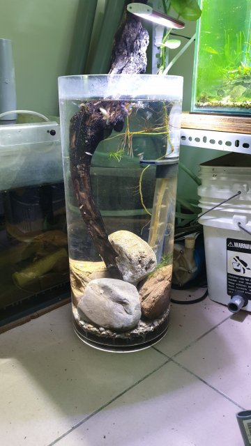 Vase Tank start.jpg