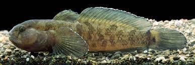 Chornaya tubenose goby - Wikipedia